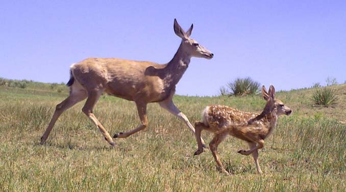 Mule Deer Doe and Fawn - Photo taken by trail camera