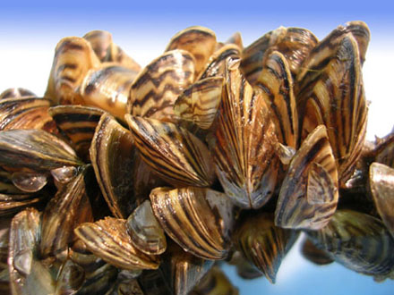 Cluster of zebra mussels