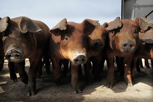 African swine fever virus causes hemorrhagic fever and high mortality in pigs