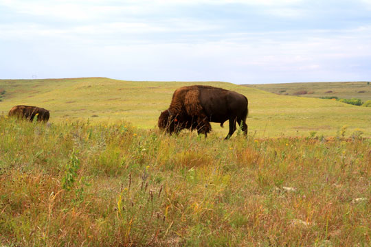 Bison need large spaces to roam and forage.