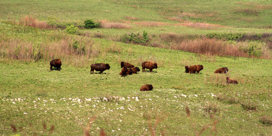 Bison are very influential members of the prairie.