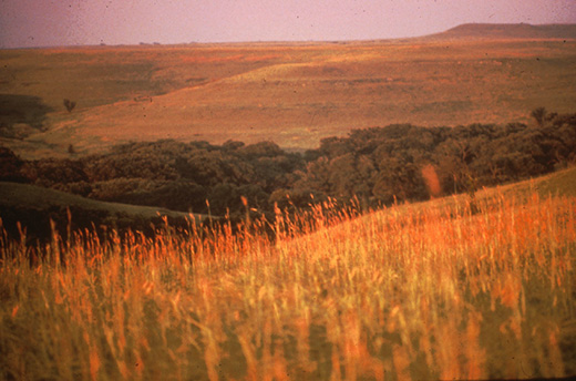 prairie