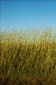 big bluestem grass