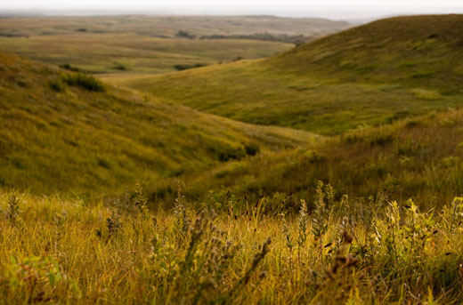 art showcasing the tallgrass prairie ecosystem