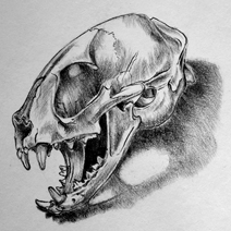 Hoover's drawing of a cat's skull