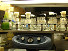 samples in Yuan and Pei's lab
