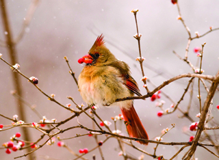 Cardinal