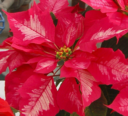 Poinsettia