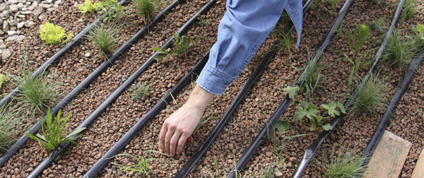 rows of plants with hand tending them