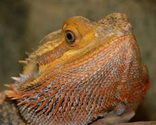 bearded dragon