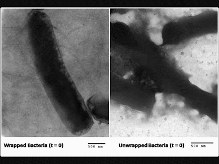 imaging bacteria