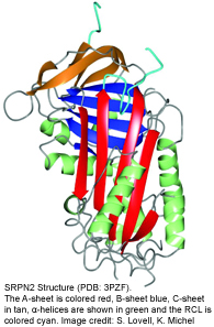 Crystal Structure of SRPN2