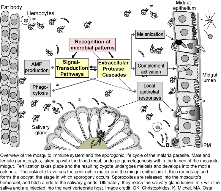 diagram of the mosquito's immune system
