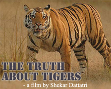 The Truth About Tigers