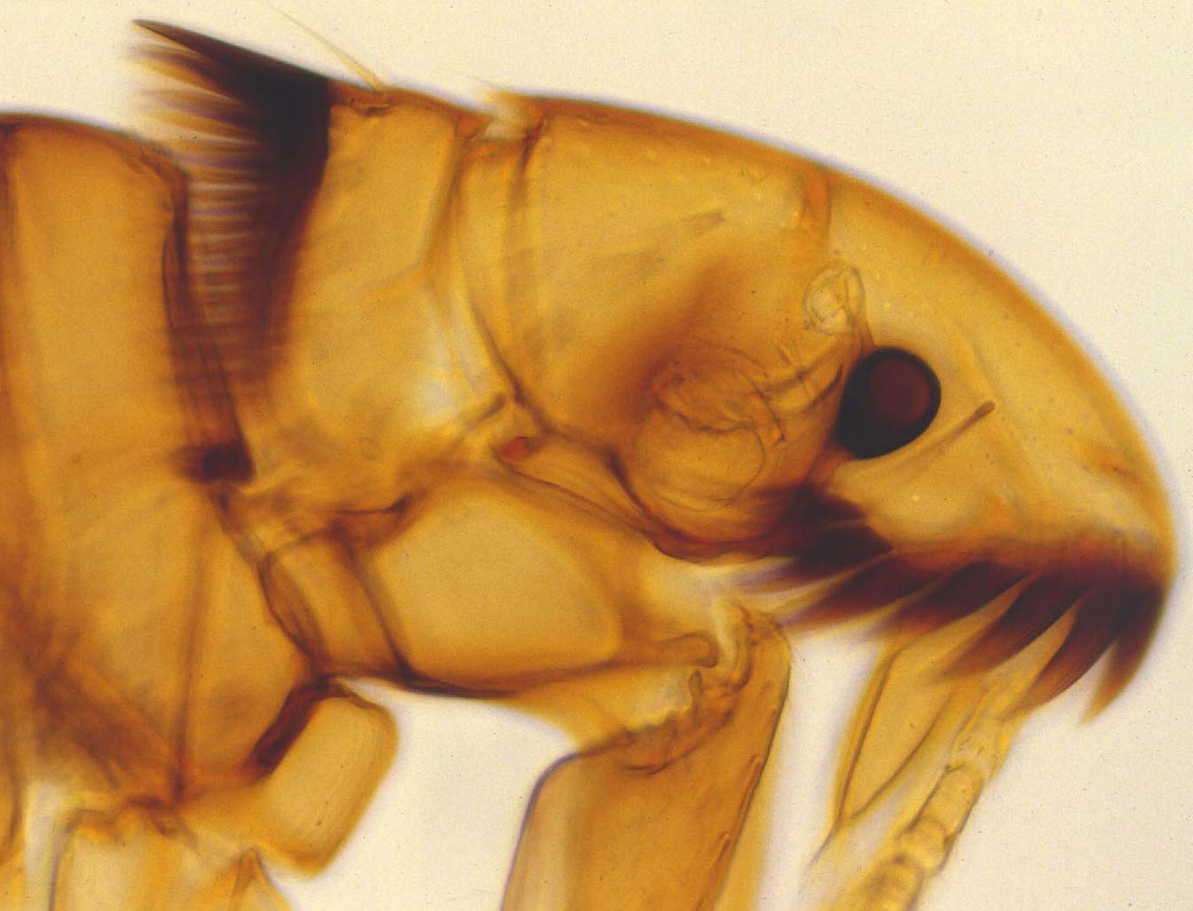 ctenocephalides felis