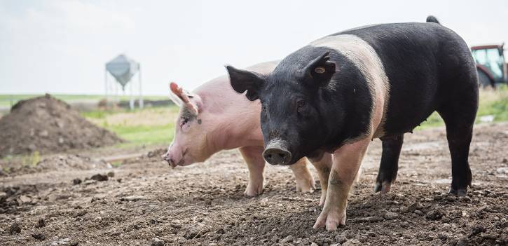 K-State researchers are studying African swine fever virus. 
