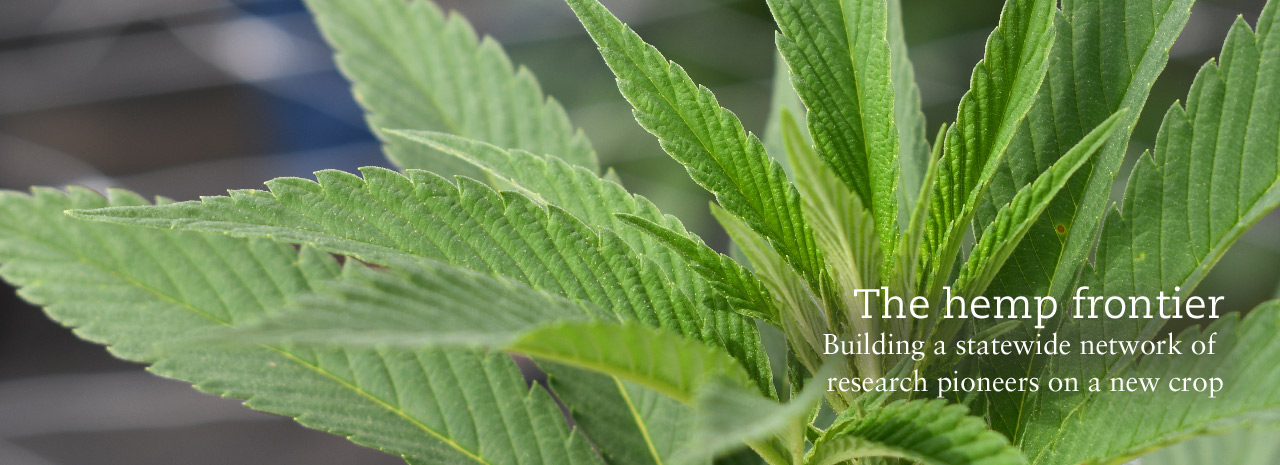 The hemp frontier: Building a statewide network of research pioneers on a new crop