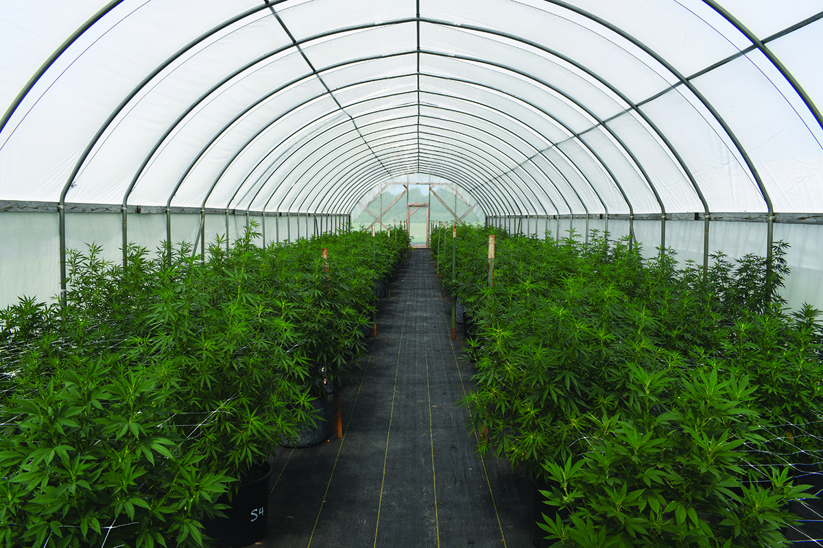 Growing hemp inside of high tunnels, which are crop shelters similar to greenhouses, is one of the numerous growing methods that researchers at the John C. Pair Horticultural Center are testing.