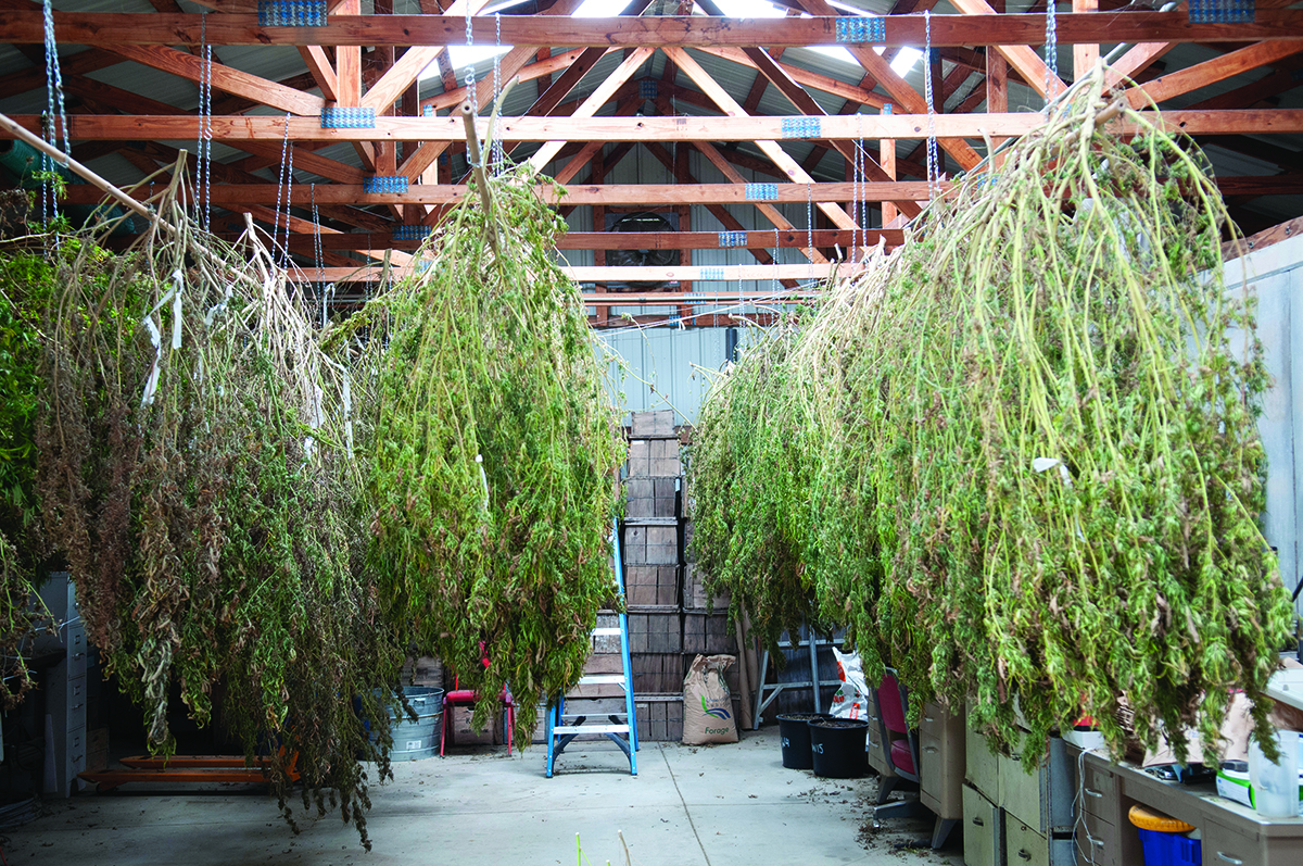 After CBD hemp is harvested, the plants are hung to dry, then the flower portions are mechanically separated so they can be processed to yield CBD oil.