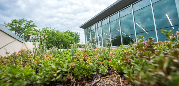 Green roof on Regnier Hall