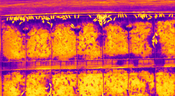A thermal image of a cattle pen shows bright yellow cows against a cooler orange and blue background.