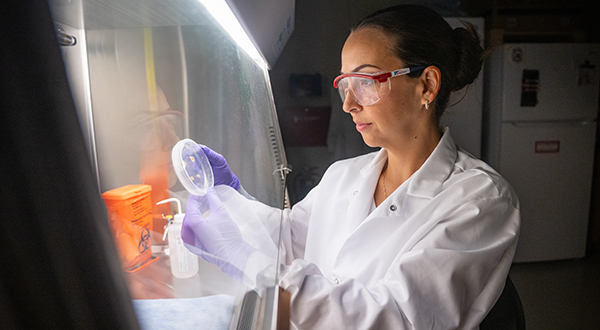 A plant disease professor wearing safety goggles, gloves and a lab coat works with plant samples in a laboratory.