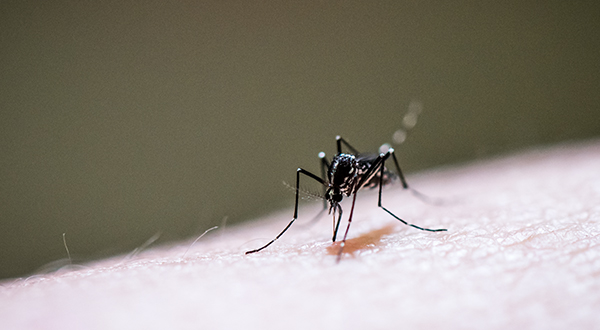 A closeup photo shows a mosquito with striped legs landing on a pale piece of skin.