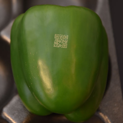 This photo shows a QR code printed on a green bell pepper.