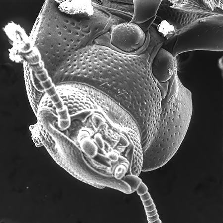 An untreated flour beetle is shown through the scanning electron microscope used to develop nanopesticide applications in a K-State entomology laboratory.
