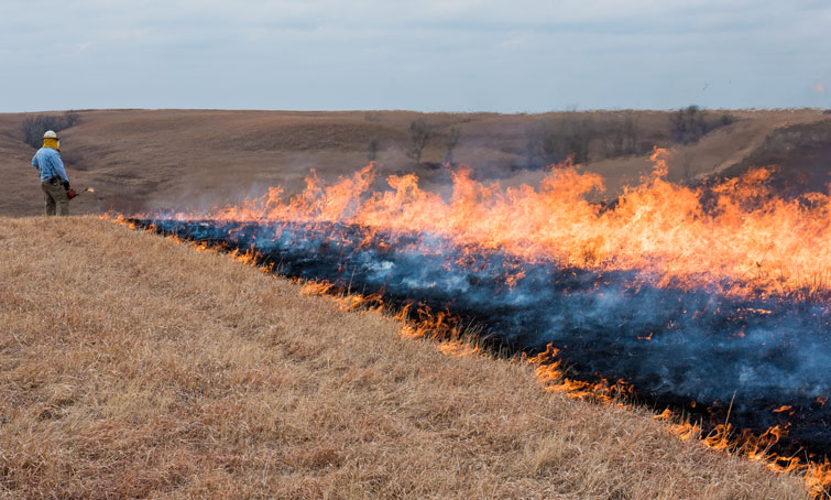 Head fire of prairie fire