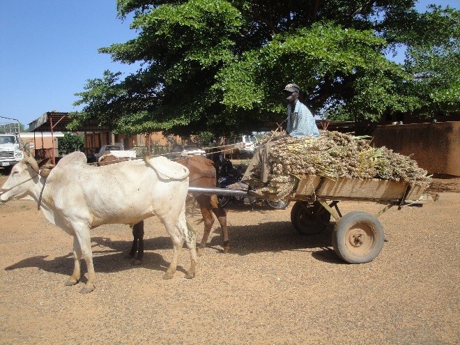 Grain Transport