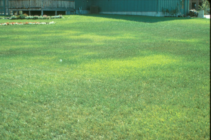 What causes brown patches on lawns?
