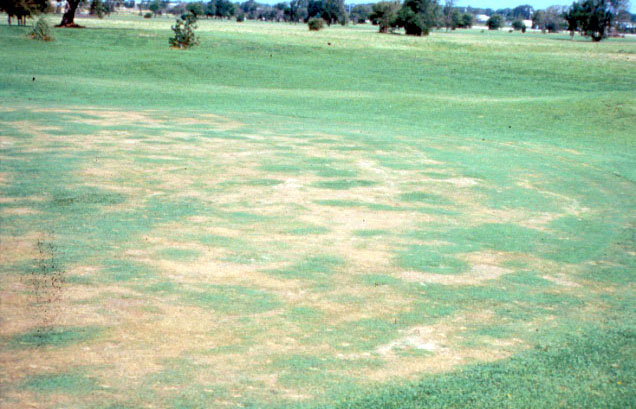 localized-dry-spots-on-green.jpg