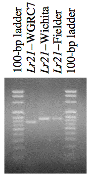 Gel electrophoresis of PCR products for Lr21 fragments.