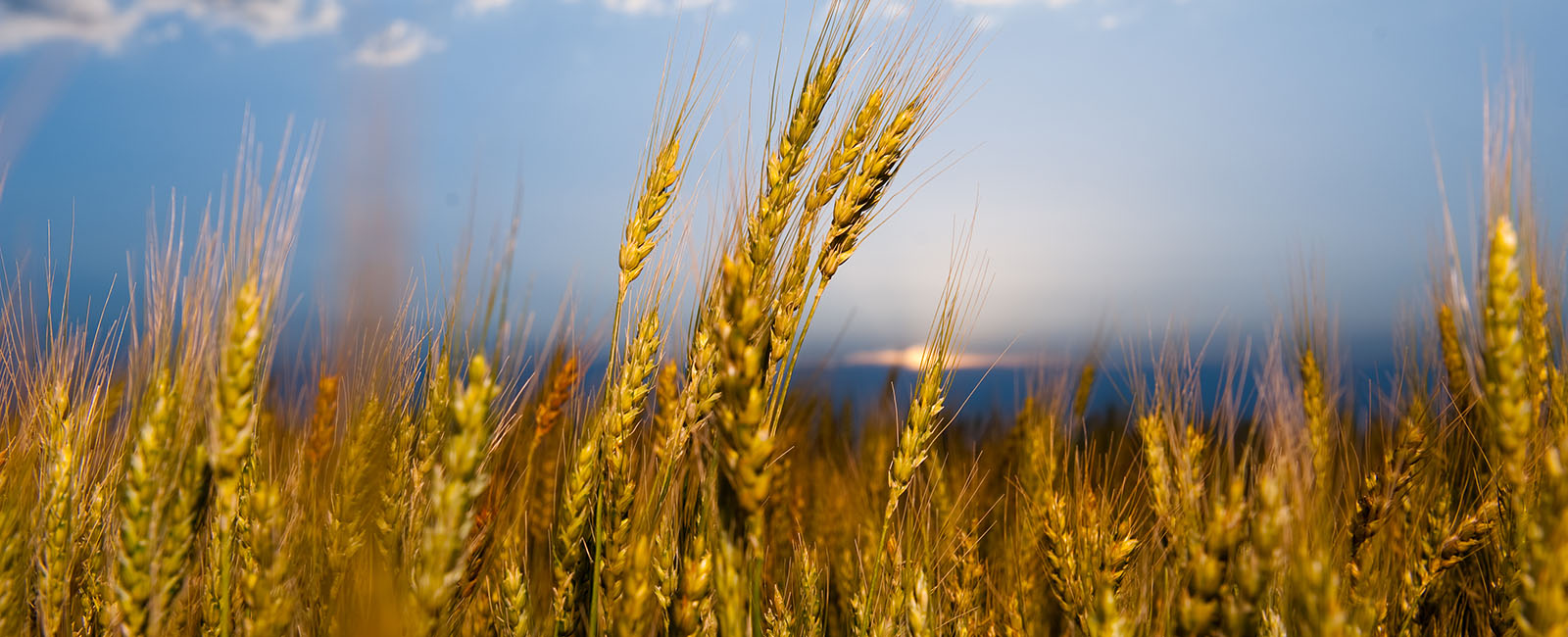 This image shows a field of wheat.