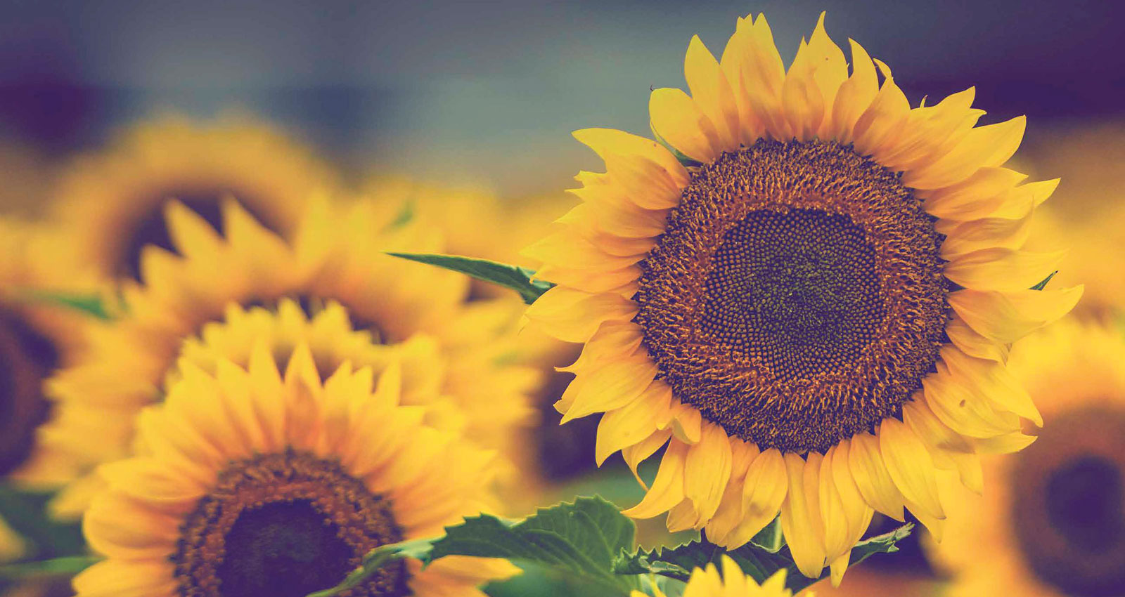 This image shows a field of sunflowers.