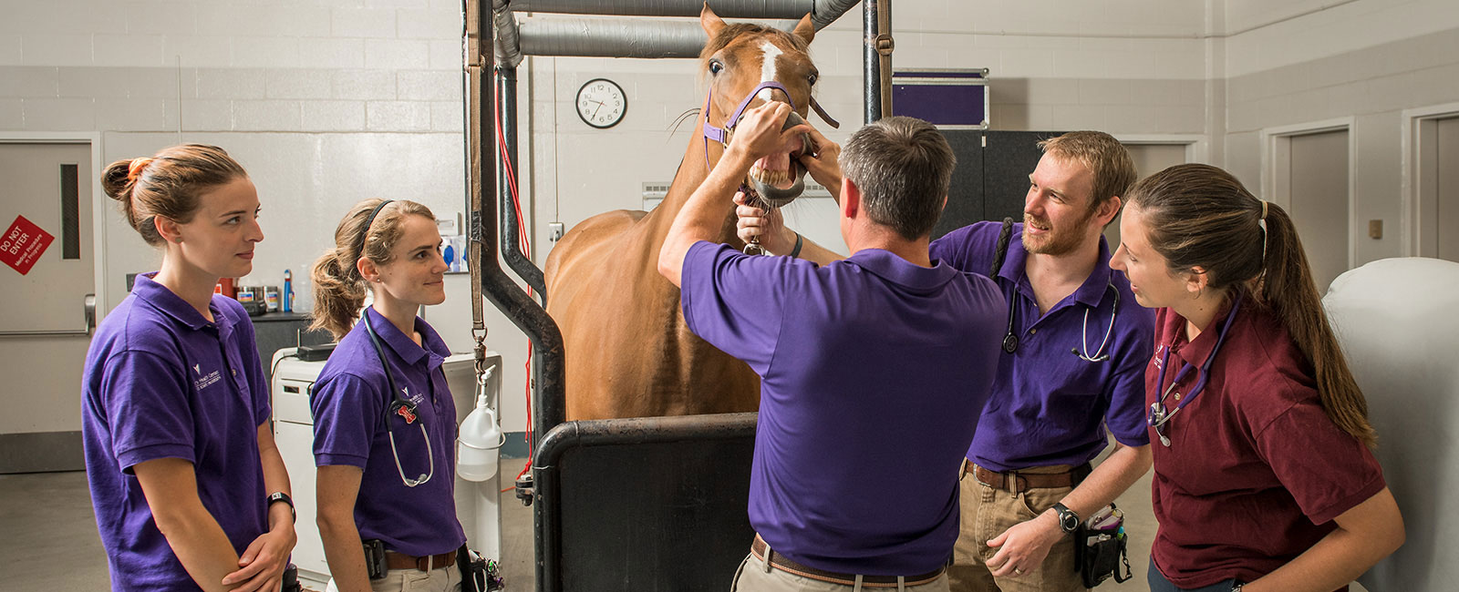 K-State instructor demonstrating horse examination to students.