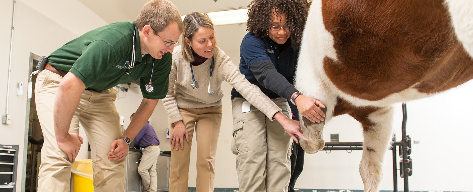 Animal Sciences and Industry bachelor's degree guide