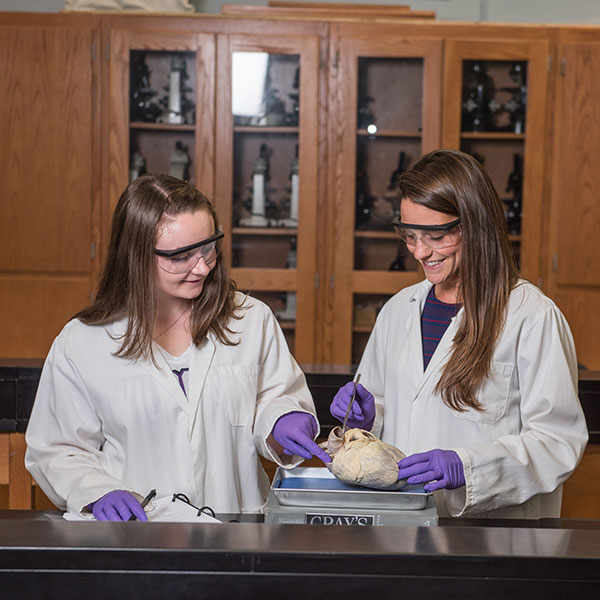 Two biology students in lab coats and safety goggles dissect a heart in a classroom laboratory.