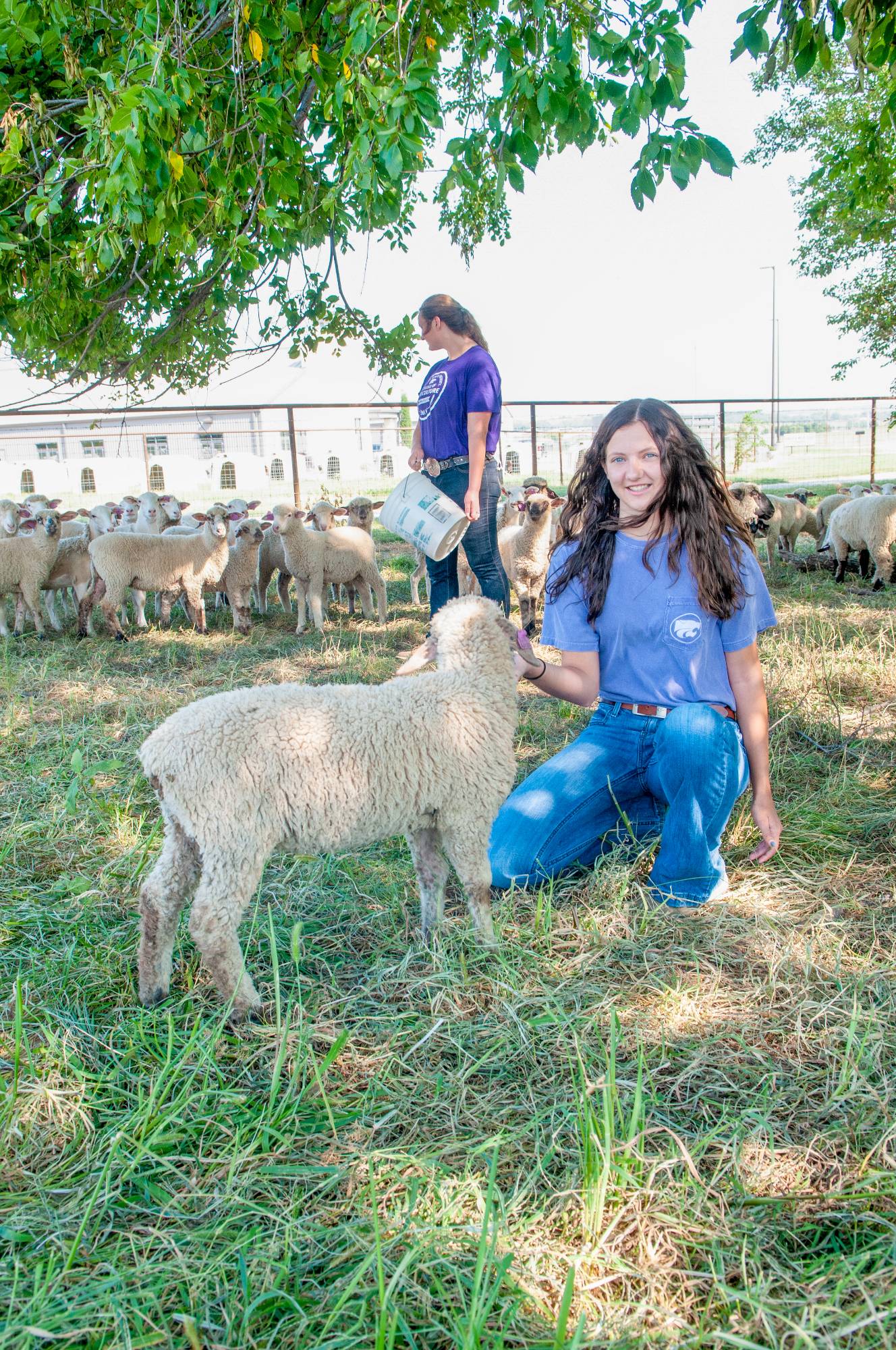 Animal Sciences & Industry Undergraduate