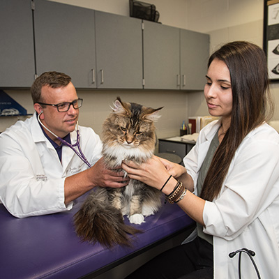 Veterinarians with cat