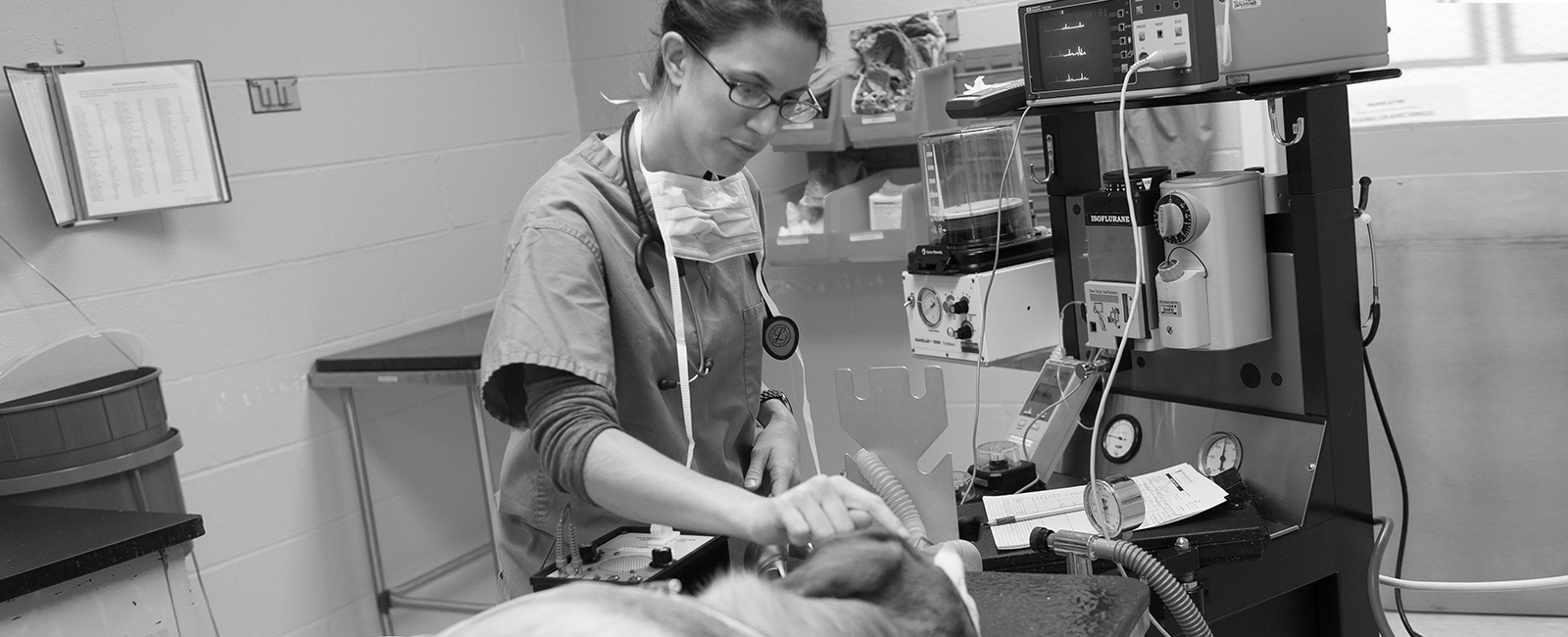 Veterinary medicine student