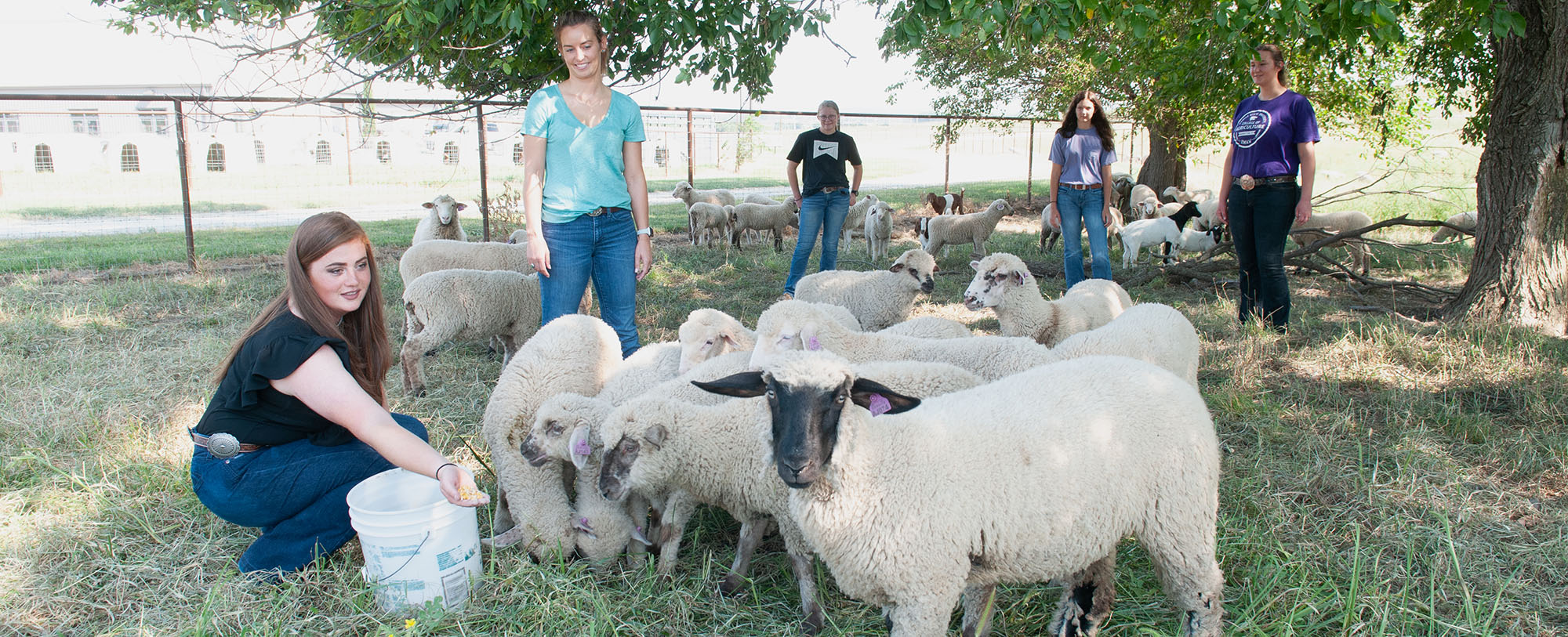 students with sheep