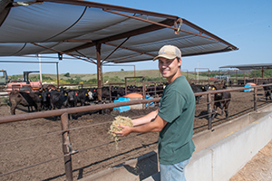 guy with cattle