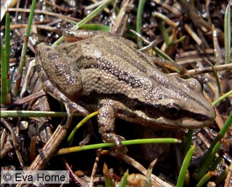 Chorus frog