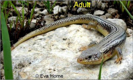 gpskink-adult