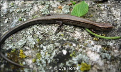 groundskink1