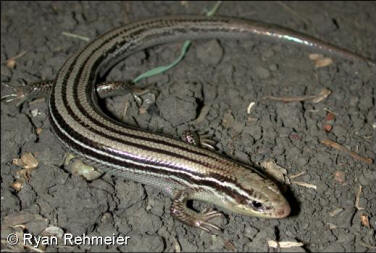 npskink1