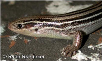 npskink2