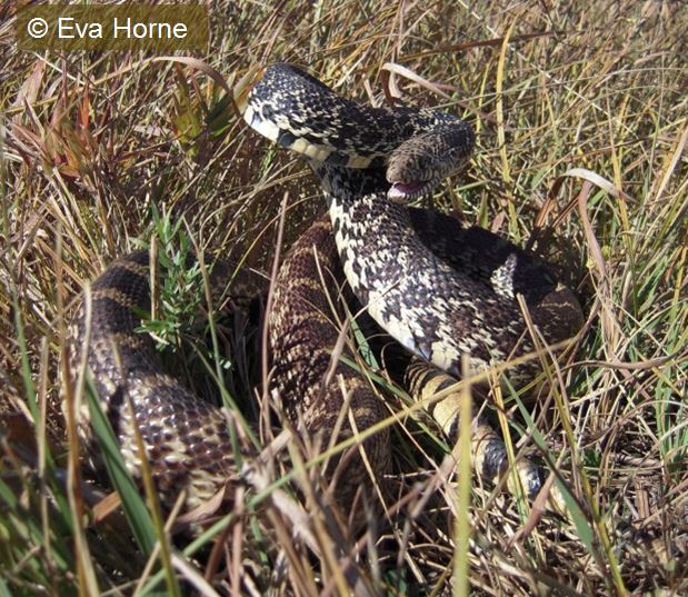 bull snake